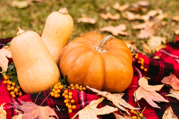 Free photo front view pumpkins on picnic blanket