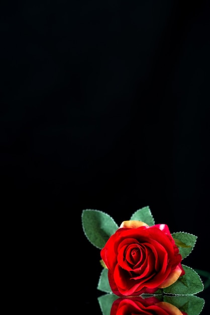 黒地に赤いバラの正面図
