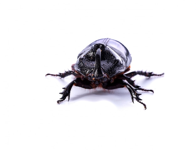 Free photo front view of rhinoceros beetle on white background