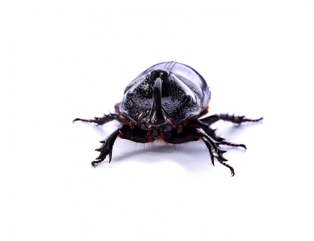 Front view of rhinoceros beetle on white background