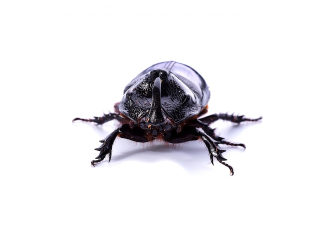 Front view of rhinoceros beetle on white background