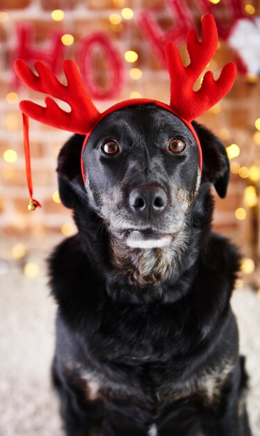 Front view of sad dog with reindeer's antlers