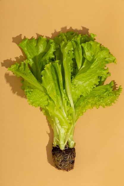 Front view of a salad