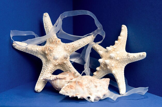 Front view of starfish with plastic and sea shell