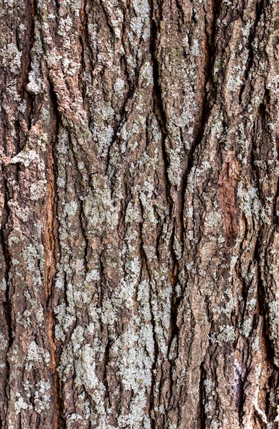 Foto gratuita vista frontale della superficie della corteccia di albero