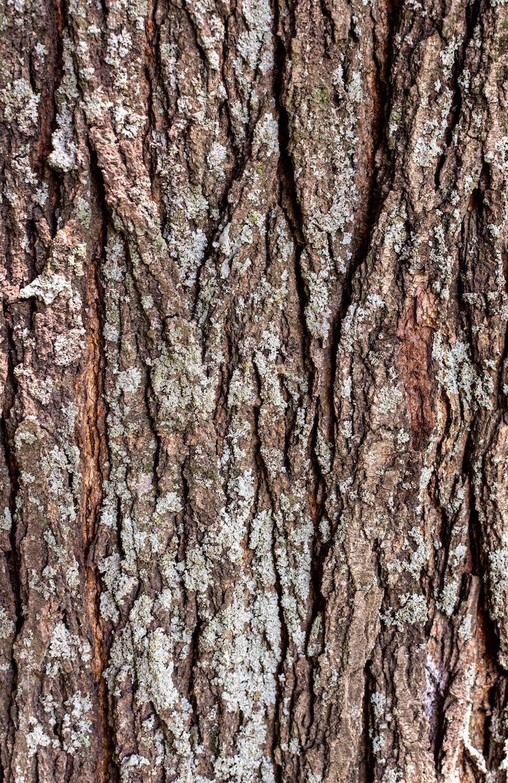 ฟรี Photo front view of tree bark surface