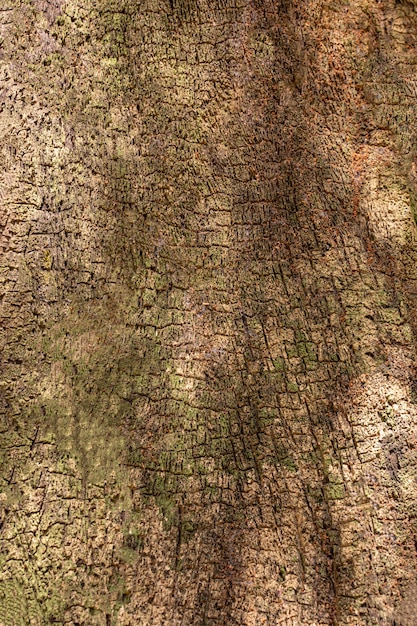 樹皮表面の正面図