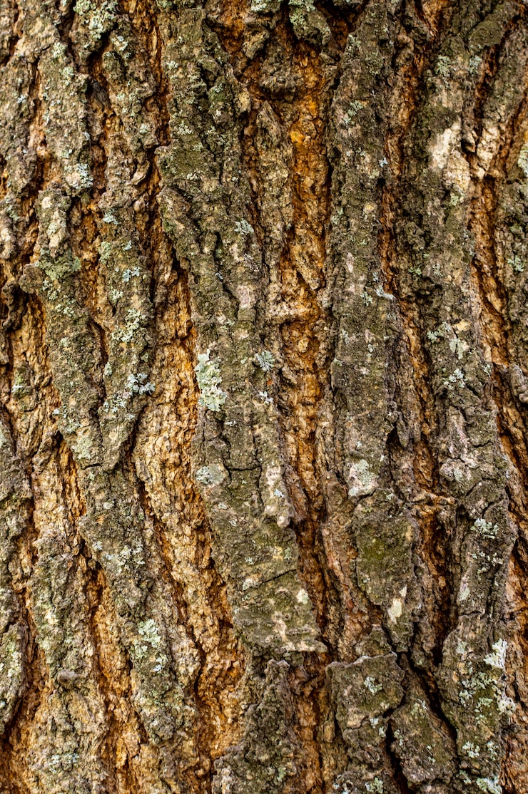 ฟรี Photo front view of tree bark texture