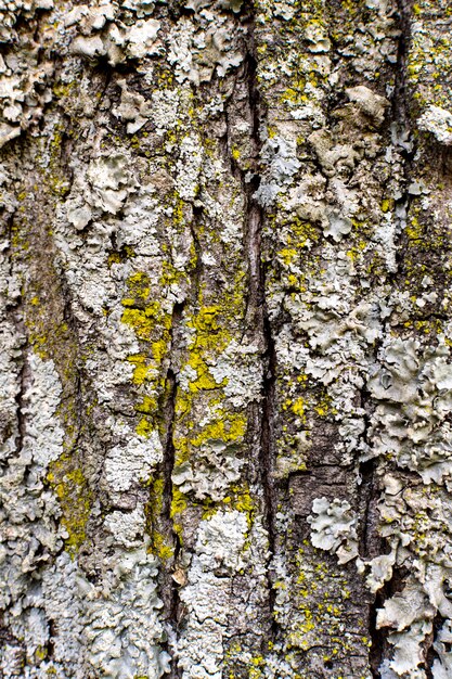 Front view of tree bark texture