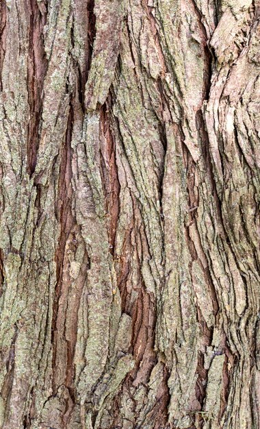 Вид спереди текстуры коры дерева