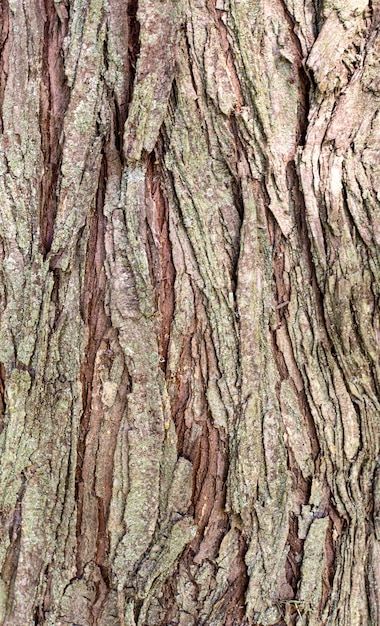 Front view of tree bark texture