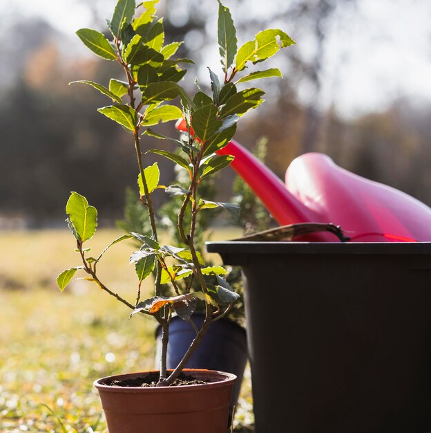 Front view of tree in a pot outdoors next to watering can