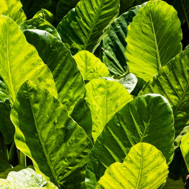Front view of tropical leaves in the sun outdoors