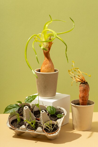 front view of vegetables