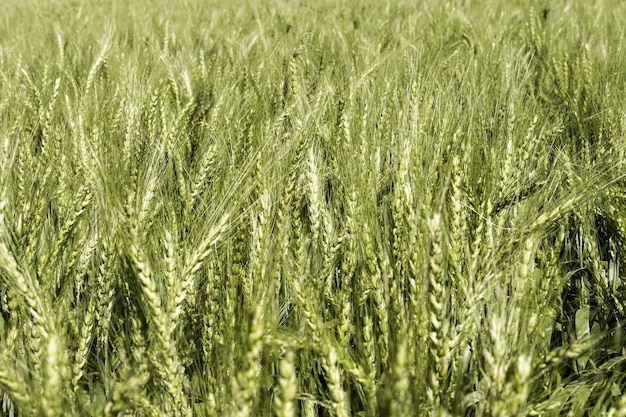 Вид спереди пшеничного поля
