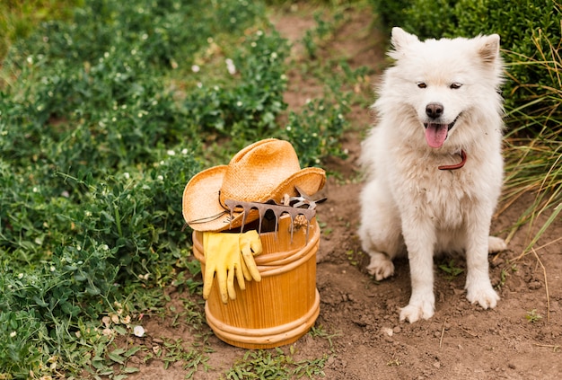 Вид спереди белая собака с садовыми принадлежностями