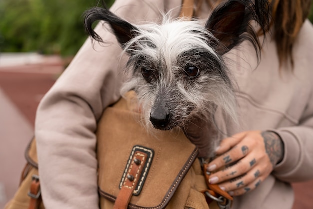 バッグに子犬を運ぶ正面図の女性