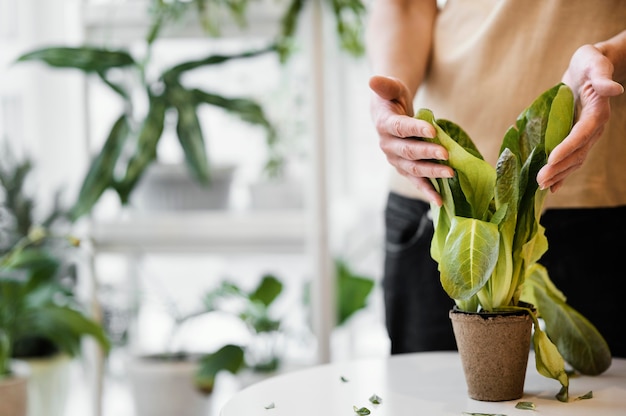 Free photo front view of woman cultivating plant indoors with copy space