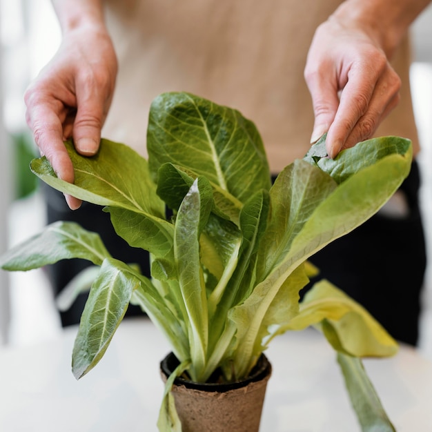 Free photo front view of woman cultivating plant