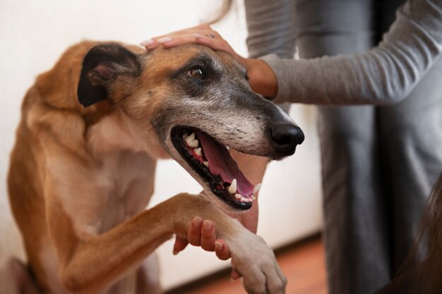 犬をかわいがる正面図の女性