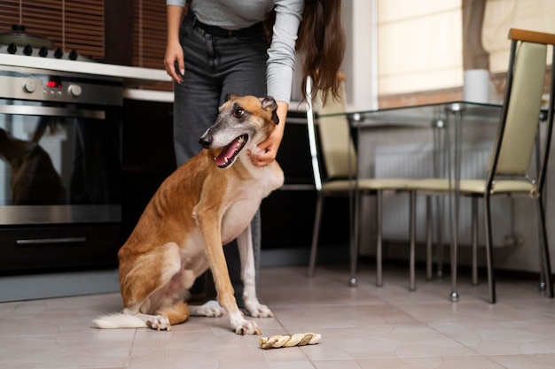 Front view woman petting dog