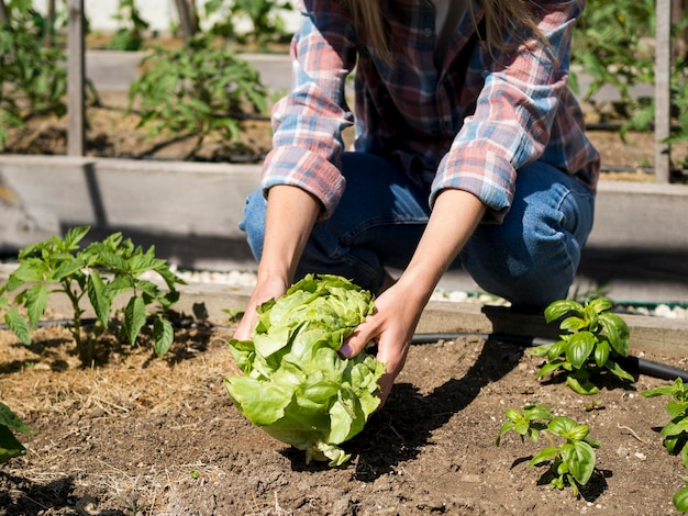 Front view woman taking a green cabbage from the ground