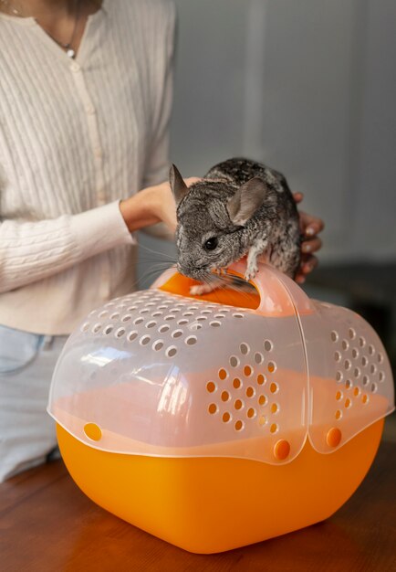 front view woman with cute chinchilla