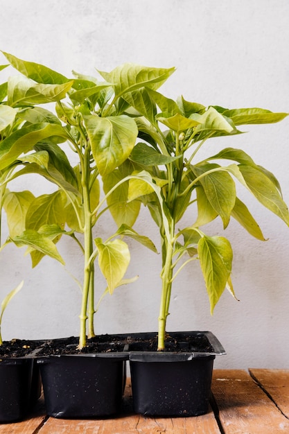 Front view young plants 