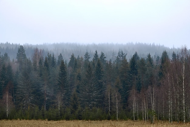 霧深い天候の森の正面図ショット