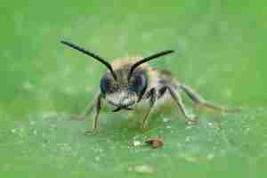 Free photo frontal closeup of a mining bee on a green leaf