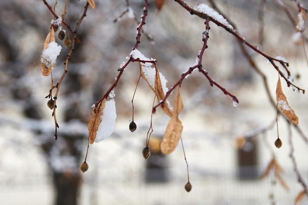 枝に霜。美しい冬の季節の自然の背景。