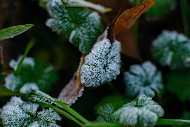Frost on the ground: frost on green grass