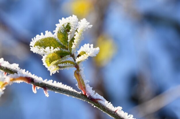 Frost and snow on branches. Beautiful winter seasonal  background. Photo of frozen nature.