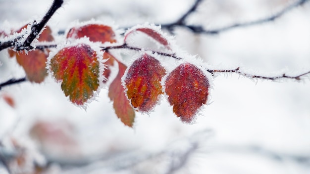 Морозные красочные листья зимой на светлом фоне