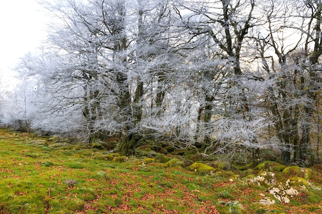 Frosty forest with mossy rocks and grassy ground