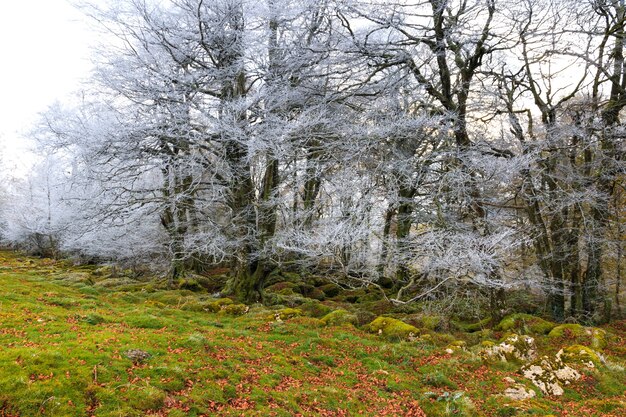 Frosty forest with mossy rocks and grassy ground