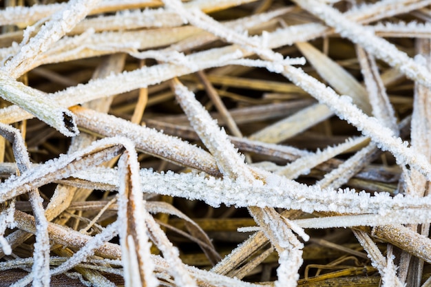 Foto gratuita erba gelido in inverno