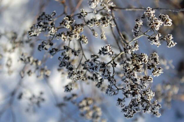 冬の間に氷の薄い層で覆われた冷ややかな木の枝