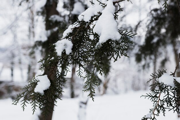 冬の冷ややかな木の枝