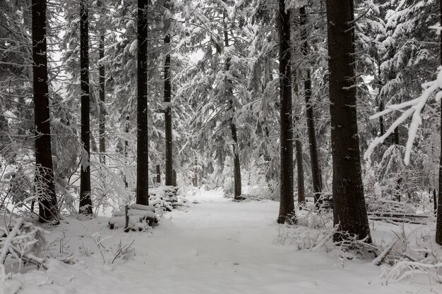 Frosty woods in forest