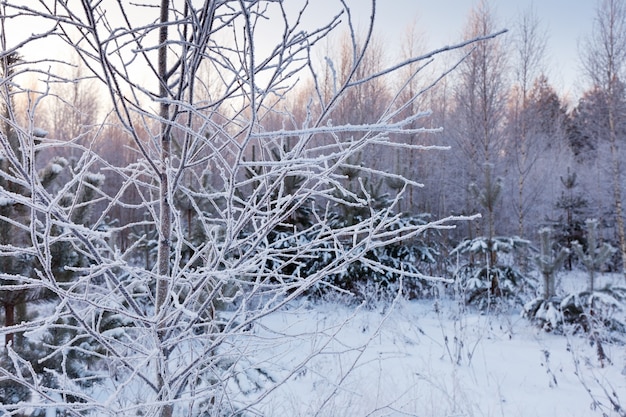 Frozen branch of tree