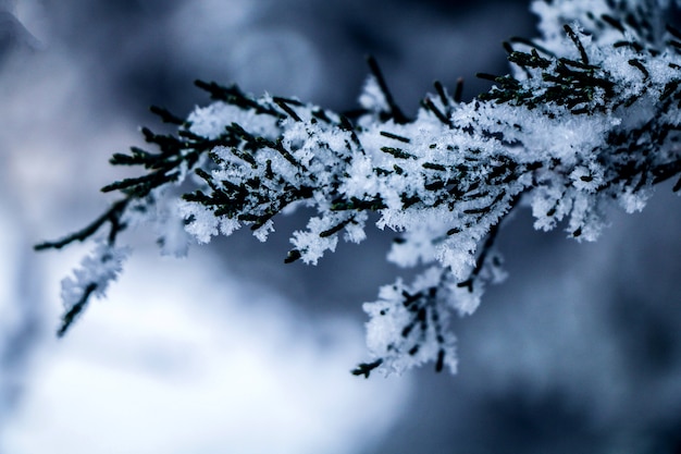 Frozen branch of a tree