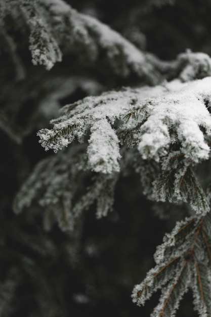 Free photo frozen branches of leaves and snow