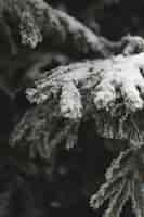 Бесплатное фото Замороженные ветки листьев и снега