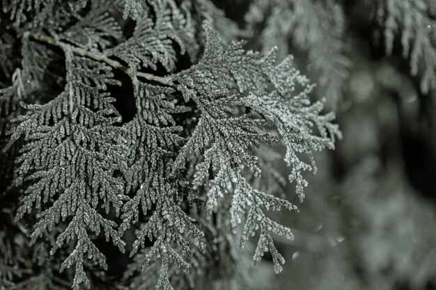 Frozen branches were eaten in the frosty early morning.