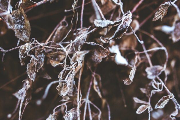 Frozen dry branches