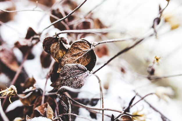 Frozen dry branches