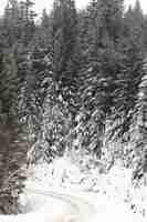 Foto gratuita sentiero forestale e pini congelati con neve