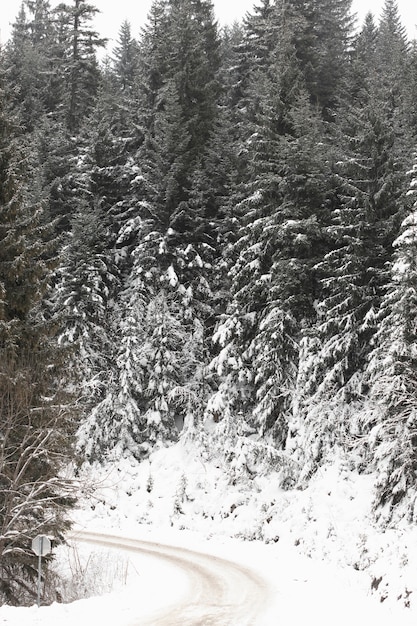 눈이 얼어 붙은 숲길과 소나무