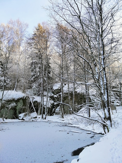 ノルウェーのラルヴィークで日光の下で雪に覆われた木々に囲まれた凍った湖